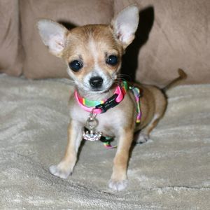 Meet your Posher, Doris